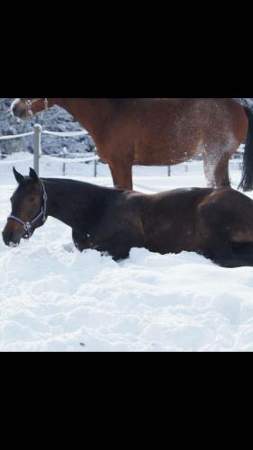 Schnee