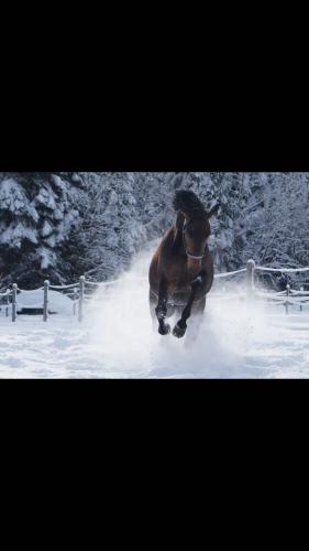 Schnee Koppel